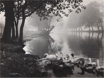 ducks on loake